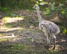 Młode nandu plamiste z wrocławskiego zoo