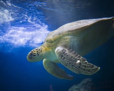 Z okazji Światowego Dnia Żółwia (23 maja) wrocławskie Hydropolis i ZOO Wrocław ogłosiły partnerstwo na rzecz środowiska i zagrożonych gatunków.