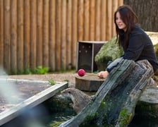 Karmienie i trening medyczny wydr, Otylii i Kajtka, mieszkających we wrocławskim zoo
