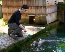 Karmienie i trening medyczny wydr, Otylii i Kajtka, mieszkających we wrocławskim zoo