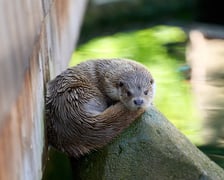 Karmienie i trening medyczny wydr, Otylii i Kajtka, mieszkających we wrocławskim zoo