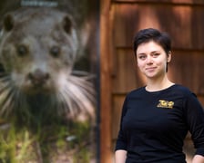 Karmienie i trening medyczny wydr, Otylii i Kajtka, mieszkających we wrocławskim zoo