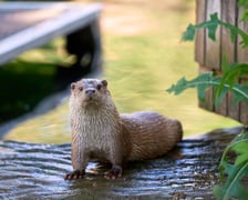 Karmienie i trening medyczny wydr, Otylii i Kajtka, mieszkających we wrocławskim zoo