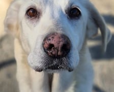 <p>Daisy</p>