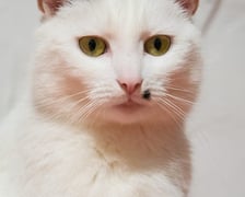 <p>Milky</p>
