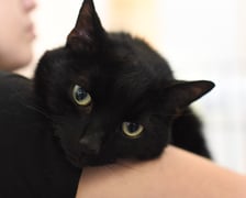<p>Johny (305/25) to 11-letni kocurek. Został oddany do schroniska z powodu poważnej alergii dziecka. Przez lata mieszkał w jednym domu. Bardzo spokojny, łagodny i miły w obyciu. Dobrze odnajduje się w domowych warunkach. Nie sprawia problem&oacute;w, nie jest nachalny. Szukamy mu domu pełnego miłości &ndash; już na zawsze.</p>