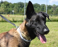 <p>Niko (3/25) to 16-miesięczny owczarek belgijski (w typie Malinois), kt&oacute;ry trafił do schroniska, ponieważ jego poprzedni właściciele nie radzili sobie z jego potrzebami. W ciągu pobytu w schronisku zrobił ogromny postęp, stając się bardziej posłusznym i lojalnym psem. Jest bardzo aktywny, pełen energii i got&oacute;w na długie spacery. Niko szuka doświadczonych opiekun&oacute;w, znających rasę, kt&oacute;rzy potrafią poświęcić czas na jego edukację. Nie nadaje się do domu z dziećmi.</p>