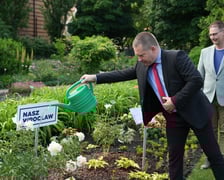 Prezentacja wyjątkowej piwonii Nasz Wrocław, którą od dziś można zobaczyć w Ogrodzie Botanicznym Uniwersytetu Wrocławskiego