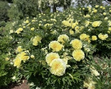 Piwonie z Arboretum Wojsławice
