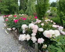 Piwonie z Arboretum Wojsławice