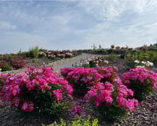Piwonie z Arboretum Wojsławice