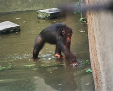 Powódź Tysiąclecia we wrocławskim zoo, 1997