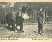 Zdjęcia archiwalne - wrocławskie zoo przed II wojną światową