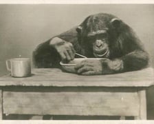 Zdjęcia archiwalne - wrocławskie zoo przed II wojną światową
