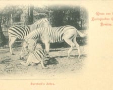 Zdjęcia archiwalne - wrocławskie zoo przed II wojną światową