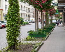 Ul. Daszyńskiego - rozszczelnienie i nowe nasadzenia