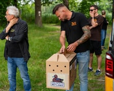 Akcja wypuszczania podgorzałek w Dolinie Baryczy w  2025 roku