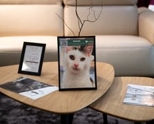 <p>Wystawa zdjęć zwierzak&oacute;w do adopcji w galerii wnętrz Domar przy ulicy Braniborskiej 14</p>