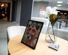 <p>Wystawa zdjęć zwierzak&oacute;w do adopcji w galerii wnętrz Domar przy ulicy Braniborskiej 14</p>