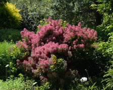Arboretum Wojsławice, czerwiec 2025