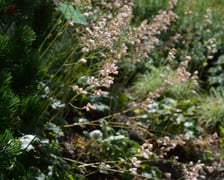 Arboretum Wojsławice, czerwiec 2025