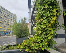 Zielony przystanek we Wrocławiu