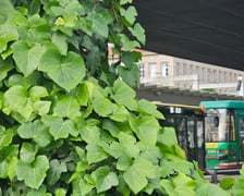 Zielony przystanek we Wrocławiu