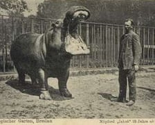 Wrocławskie zoo przed wojną
