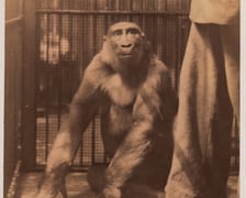 Wrocławskie zoo przed wojną