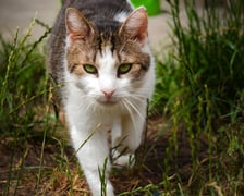 <p>Koty do adopcji z wrocławskiego schroniska&nbsp;</p>