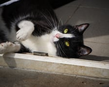 <p>Koty do adopcji z wrocławskiego schroniska&nbsp;</p>
<p>&nbsp;</p>