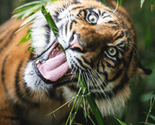 <p>Pierwsze urodziny tygrys&oacute;w-czworaczk&oacute;w z wrocławskiego zoo. Na zdjęciu tygrys Hari.</p>
