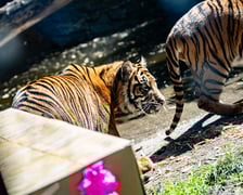 Pierwsze urodziny tygrysów-czworaczków z wrocławskiego zoo