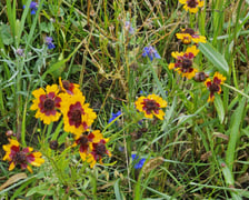 Łąka kwietna przy ul. Lechitów