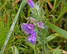 Łąka kwietna przy ul. Lechitów
