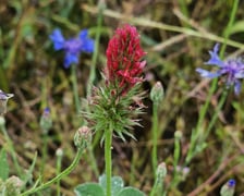 Łąka kwietna przy ul. Lechitów
