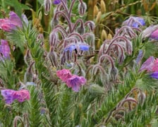 Łąka kwietna przy ul. Lechitów