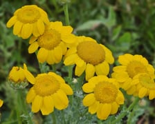 Łąka kwietna przy ul. Lechitów