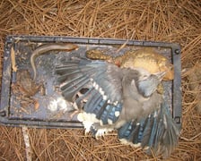 <p>Wr&oacute;bel przyklejony do lepu na owady</p>