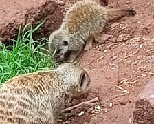 Surykatki z wrocławskiego zoo