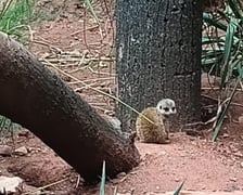 Surykatki z wrocławskiego zoo
