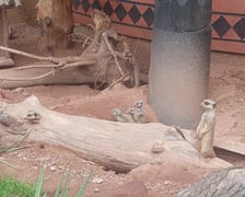 Surykatki z wrocławskiego zoo