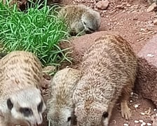 Surykatki z wrocławskiego zoo