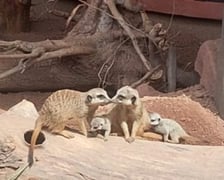 Surykatki z wrocławskiego zoo