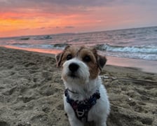 Cześć! Nazywam się Pestka - jestem 4 letnią szorstkowłosą damą rasy Jack Russell Terrier. Jeśli znacie choć trochę tę rasę (chociażby z filmu "Maska"), to wiecie jak żywiołowym pieskiem jestem! Uwielbiam zabawy z Pańcią, rzucanie skarpetkami z Pańciem, kocham jeść, tulić się i być blisko ludzi. Jak widać na zdjęciu uwielbiam morze, mogłabym spędzać tam całe dnie, ale nie pogardzę też wyprawą w góry! Pańcia mówi, że dobra ze mnie aktorka, bo zawsze wiem jak zagrać "kota ze Shreka", gdy czegoś bardzo chcę. Trudno mi to potwierdzić…moim zdaniem po prostu wszystko, co dobre, mi się należy – i już! Ale niech będzie – niech ma rację, skoro tak mówi! Pańcia karmi więc nie ma co się z nią kłócić. Tyle o mnie. Pozdrawiam serdecznie wszystkich ludzi z Wrocławia i pieski (oczywiście tylko te, które lubię). Życzę Wam dużo dobrego jedzonka i mnóstwa zabawy!
