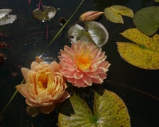 Nenufary, czyli grzybienie w Ogrodzie Botanicznym