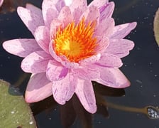 Nenufary, czyli grzybienie w Ogrodzie Botanicznym
