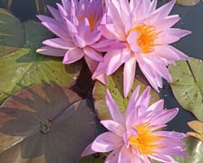 Nenufary, czyli grzybienie w Ogrodzie Botanicznym