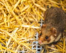 Chomiki europejskie z wrocławskiego zoo