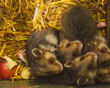Chomiki europejskie z wrocławskiego zoo